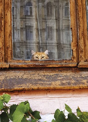 Котик у вікні 454943572124 фото
