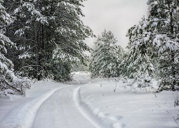 Зимовий ліс 305529940501 фото