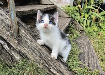 Кошеня на сходах 440089828801 фото