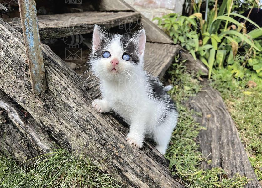 Кошеня на сходах 440089828801 фото